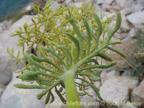 Imágen de Valeriana sp. #0075 (). Haga un clic para aumentar parte de imágen.