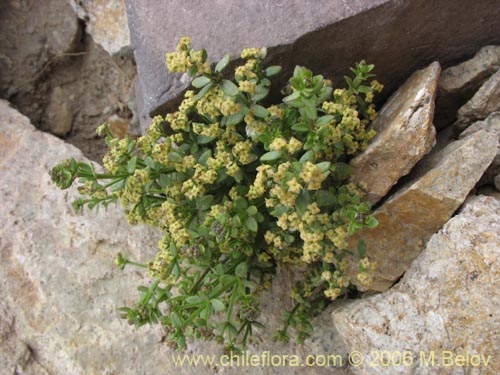 Galium eriocapium的照片