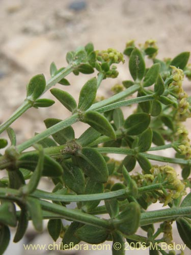 Galium eriocarpumの写真