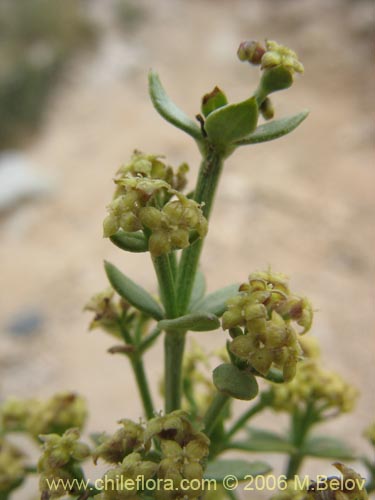 Galium eriocarpumの写真