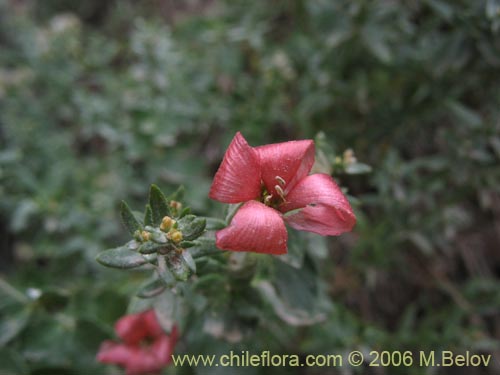 Image of Viviana marifolia (Té de burro / Oreganillo). Click to enlarge parts of image.