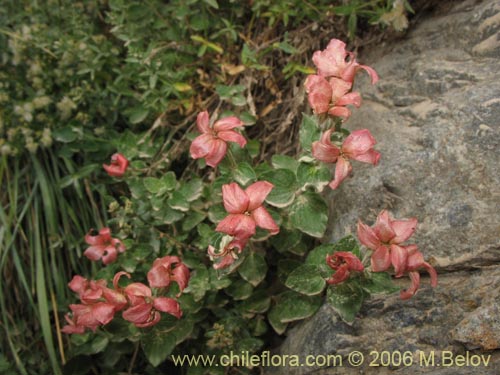 Image of Viviana marifolia (Té de burro / Oreganillo). Click to enlarge parts of image.