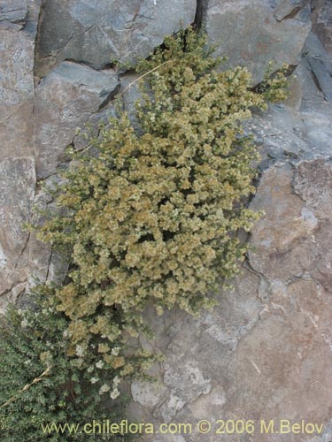 Galium eriocarpumの写真