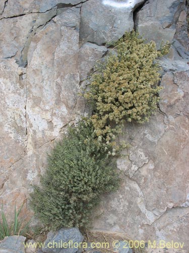 Imágen de Galium eriocarpum (). Haga un clic para aumentar parte de imágen.