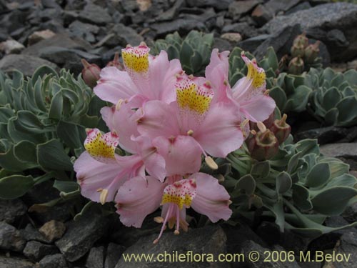 Bild von Alstroemeria umbellata (Lirio de cordillera rosado). Klicken Sie, um den Ausschnitt zu vergrössern.