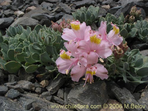 Bild von Alstroemeria umbellata (Lirio de cordillera rosado). Klicken Sie, um den Ausschnitt zu vergrössern.