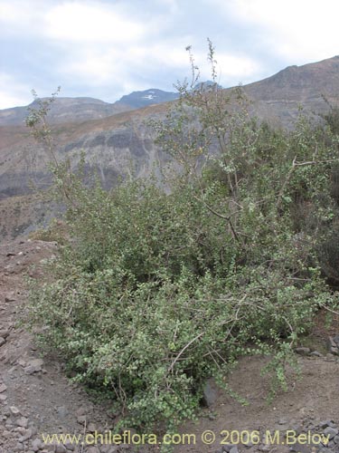 Image of Schinus montanus (Muchi / Litrecillo). Click to enlarge parts of image.