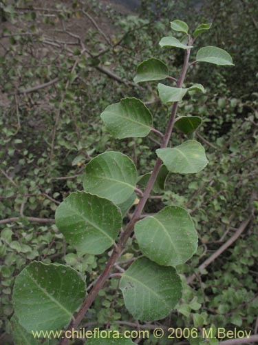 Image of Schinus montanus (Muchi / Litrecillo). Click to enlarge parts of image.