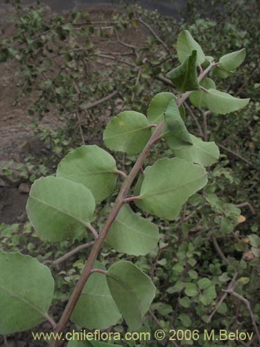 Image of Schinus montanus (Muchi / Litrecillo). Click to enlarge parts of image.