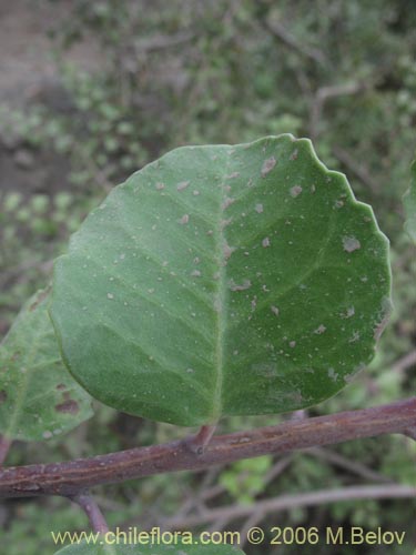 Image of Schinus montanus (Muchi / Litrecillo). Click to enlarge parts of image.