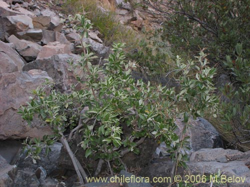 Image of Berberis chilensis var. chilensis (Michay). Click to enlarge parts of image.