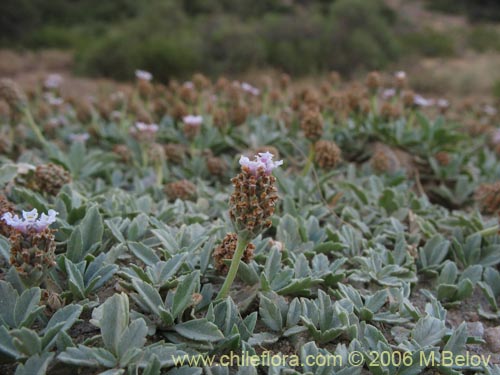 Image of Phyla canescens (). Click to enlarge parts of image.