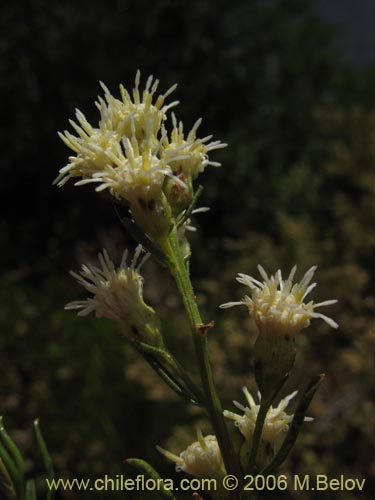 Image of Baccharis sp. #3081 (baccharis). Click to enlarge parts of image.