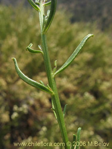 Image of Baccharis sp. #3081 (baccharis). Click to enlarge parts of image.