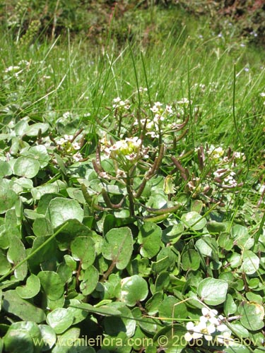 Image of Cardamine sp. #1566 (). Click to enlarge parts of image.