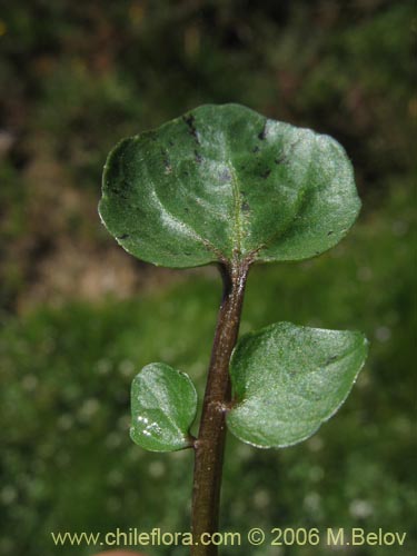 Cardamine sp. #1566의 사진