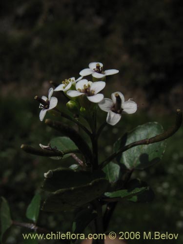 Cardamine sp. #1566의 사진