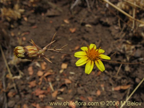 Bild von Chaetanthera microphylla (). Klicken Sie, um den Ausschnitt zu vergrössern.