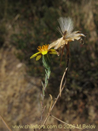 Chaetanthera microphylla의 사진