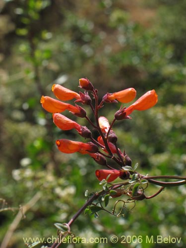 Bild von Eccremocarpus scaber (Chupa-chupa / Chupa-poto). Klicken Sie, um den Ausschnitt zu vergrössern.