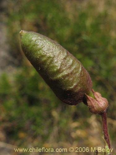 Image of Eccremocarpus scaber (Chupa-chupa / Chupa-poto). Click to enlarge parts of image.