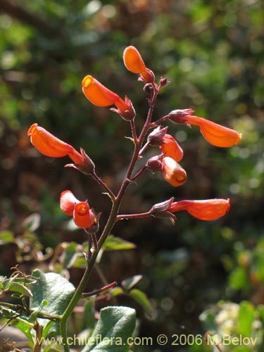 Bild von Eccremocarpus scaber (Chupa-chupa / Chupa-poto). Klicken Sie, um den Ausschnitt zu vergrössern.