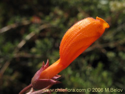 Imágen de Eccremocarpus scaber (Chupa-chupa / Chupa-poto). Haga un clic para aumentar parte de imágen.