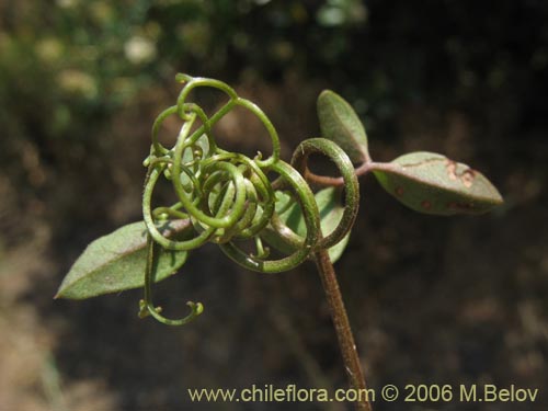 Image of Eccremocarpus scaber (Chupa-chupa / Chupa-poto). Click to enlarge parts of image.