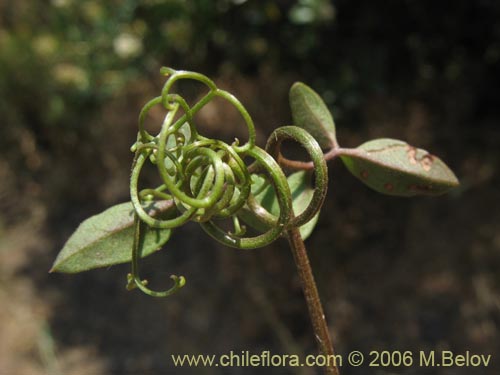 Imágen de Eccremocarpus scaber (Chupa-chupa / Chupa-poto). Haga un clic para aumentar parte de imágen.