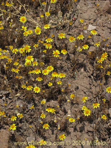 Chaetanthera microphylla的照片