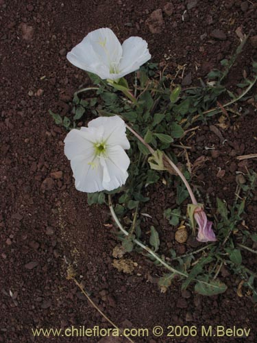 Imágen de Oenothera acaulis (Don Diego de la noche / Rodalán / Colsilla / Hierba de la apostema). Haga un clic para aumentar parte de imágen.