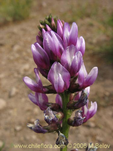 Image of Astragalus looseri (Hierba loca). Click to enlarge parts of image.