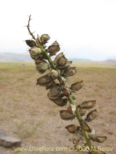 Фотография Astragalus looseri (Hierba loca). Щелкните, чтобы увеличить вырез.