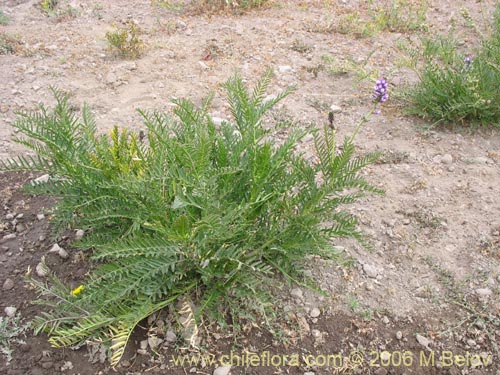 Bild von Astragalus looseri (Hierba loca). Klicken Sie, um den Ausschnitt zu vergrössern.