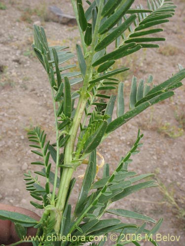 Imágen de Astragalus looseri (Hierba loca). Haga un clic para aumentar parte de imágen.