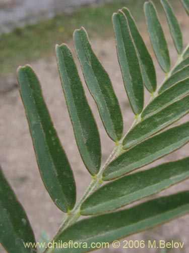 Image of Astragalus looseri (Hierba loca). Click to enlarge parts of image.