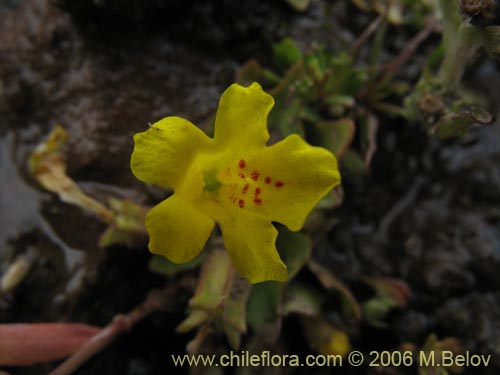 Bild von Mimulus glabratus (Berro amarillo / Mímulo de flores chicas). Klicken Sie, um den Ausschnitt zu vergrössern.