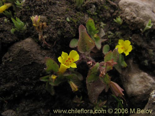 Mimulus glabratus的照片