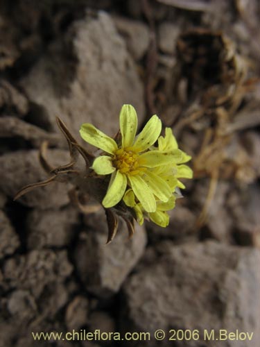 Bild von Chaetanthera lycopodioides (). Klicken Sie, um den Ausschnitt zu vergrössern.