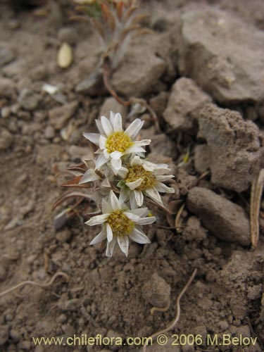 Bild von Chaetanthera lycopodioides (). Klicken Sie, um den Ausschnitt zu vergrössern.