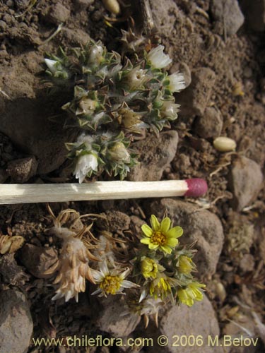 Bild von Chaetanthera lycopodioides (). Klicken Sie, um den Ausschnitt zu vergrössern.