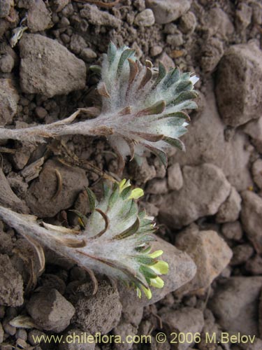 Image of Chaetanthera lycopodioides (). Click to enlarge parts of image.