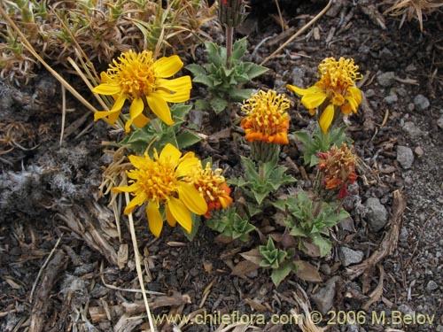 Bild von Haplopappus sp. #1489 (). Klicken Sie, um den Ausschnitt zu vergrössern.