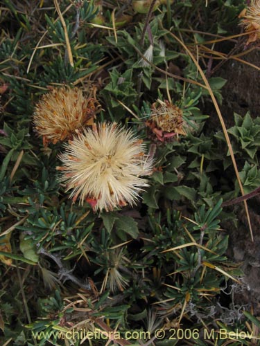 Image of Haplopappus sp. #1489 (). Click to enlarge parts of image.