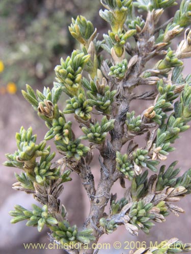 Bild von Adesmia sp.  #1437 (). Klicken Sie, um den Ausschnitt zu vergrössern.