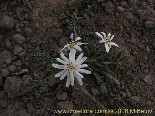 Bild von Perezia carthamoides (Estrella blanca de cordillera). Klicken Sie, um den Ausschnitt zu vergrössern.