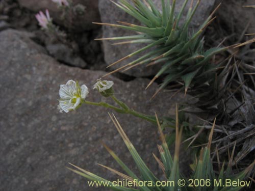 Image of Unidentified Plant sp. #2304 (). Click to enlarge parts of image.