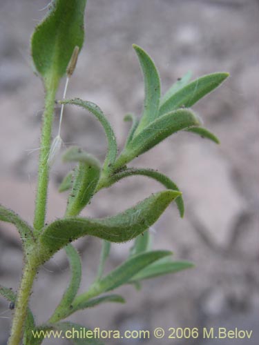 没断定的植物 sp. #2304的照片