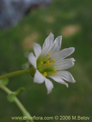 Фотография Cerastium montioides (). Щелкните, чтобы увеличить вырез.