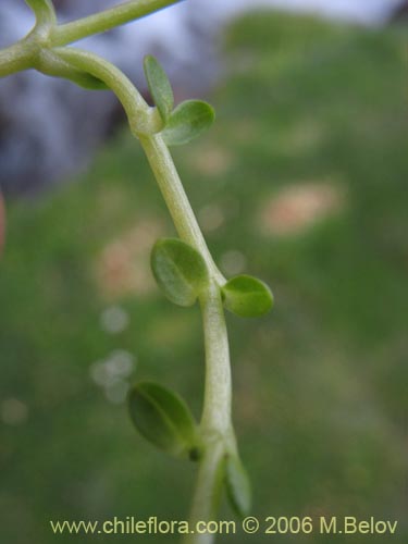 Image of Cerastium montioides (). Click to enlarge parts of image.